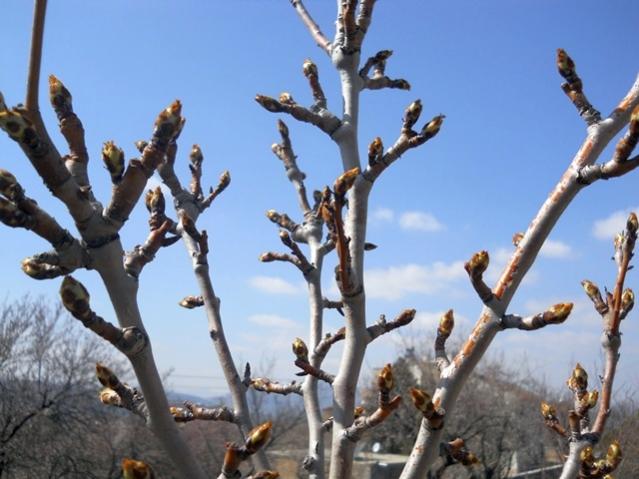 Name:  DSCN4592.jpg
Views: 2071
Size:  46.9 KB