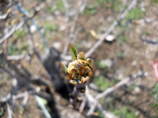 Name:  DSCN4590.jpg
Views: 1136
Size:  34.7 KB