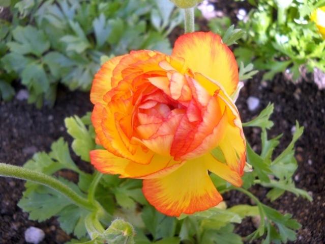 Name:  DSCN4422.jpg
Views: 927
Size:  43.7 KB