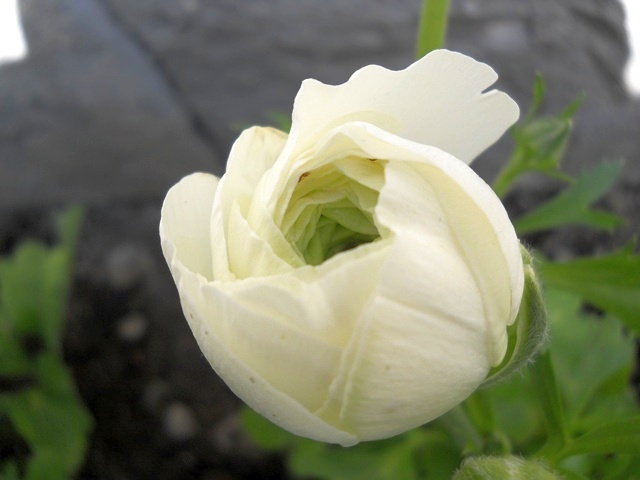 Name:  DSCN4430.JPG
Views: 926
Size:  63.8 KB