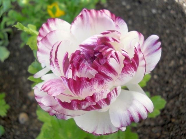 Name:  DSCN4424.jpg
Views: 935
Size:  40.3 KB