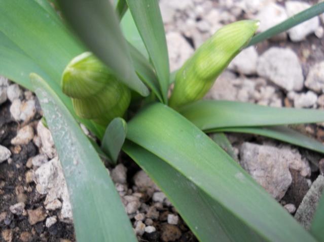 Name:  DSCN4476.jpg
Views: 1101
Size:  35.2 KB