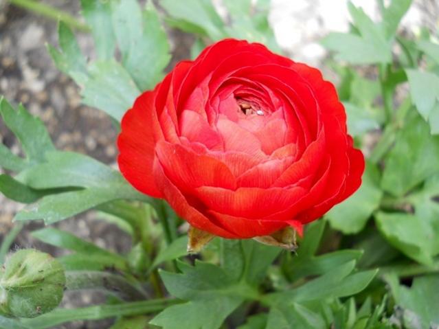 Name:  DSCN4494.jpg
Views: 984
Size:  37.3 KB