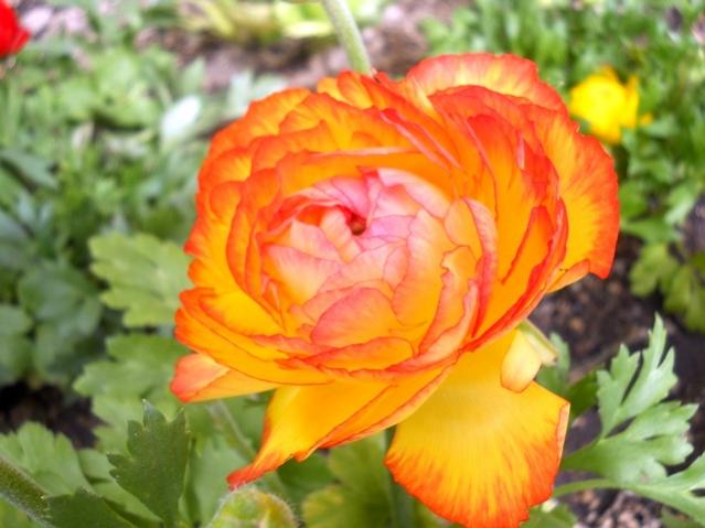 Name:  DSCN4497.jpg
Views: 1010
Size:  42.0 KB