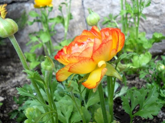 Name:  DSCN4499.jpg
Views: 1003
Size:  47.8 KB