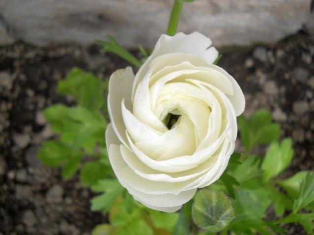 Name:  DSCN4500.jpg
Views: 1000
Size:  30.5 KB