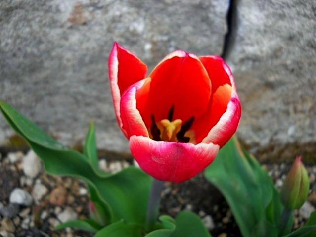 Name:  DSCN4731.jpg
Views: 842
Size:  34.0 KB
