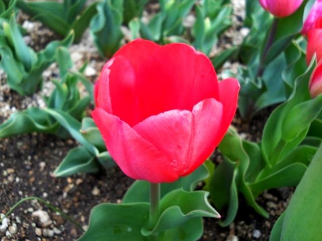 Name:  DSCN4733.jpg
Views: 832
Size:  39.6 KB