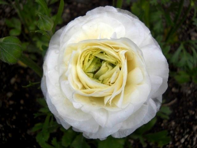 Name:  DSCN4735.jpg
Views: 890
Size:  32.6 KB