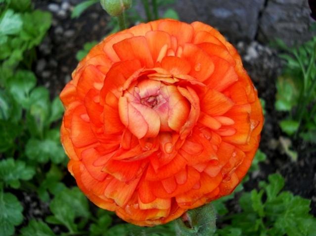 Name:  DSCN4740.jpg
Views: 815
Size:  40.6 KB