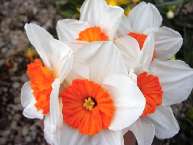 Name:  CIMG0017.jpg
Views: 764
Size:  33.5 KB
