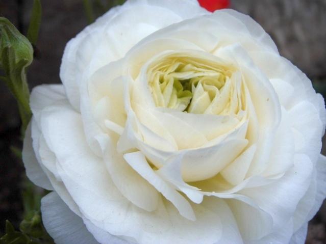 Name:  CIMG0012.jpg
Views: 782
Size:  26.8 KB