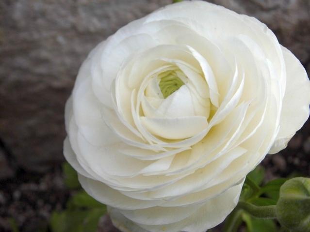Name:  CIMG0030.jpg
Views: 747
Size:  26.2 KB