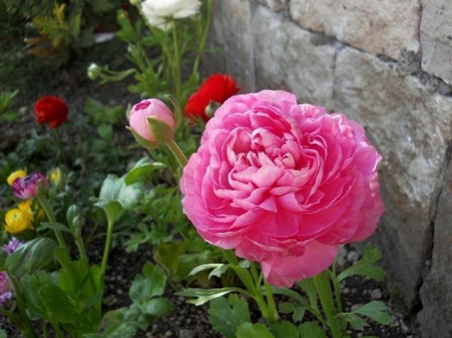 Name:  DSCN4783.jpg
Views: 772
Size:  46.7 KB