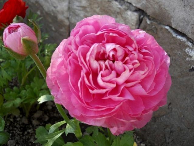 Name:  DSCN4784.jpg
Views: 824
Size:  44.7 KB