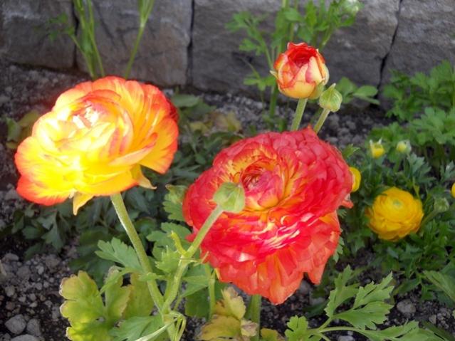 Name:  DSCN4788.jpg
Views: 739
Size:  51.8 KB