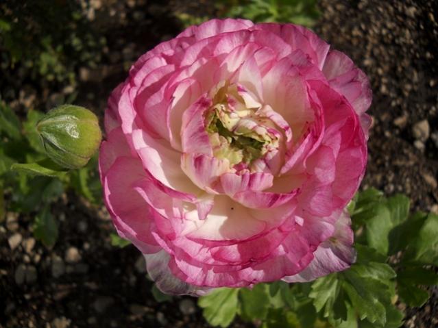 Name:  DSCN4796.jpg
Views: 730
Size:  44.3 KB