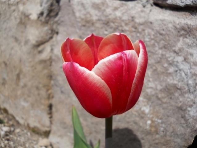 Name:  DSCN4806.jpg
Views: 883
Size:  33.6 KB
