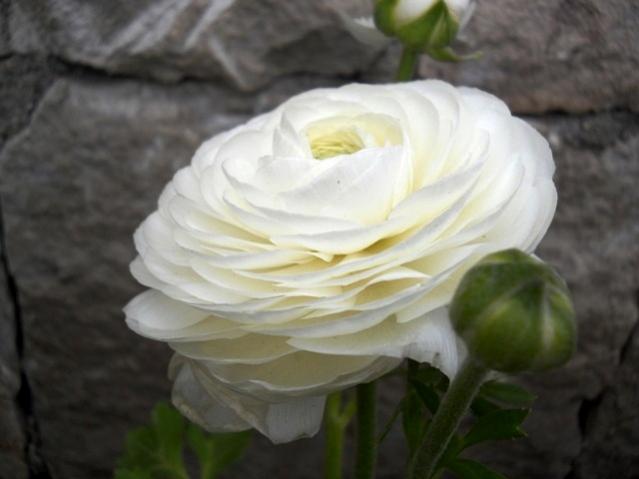 Name:  DSCN4849.jpg
Views: 806
Size:  28.3 KB