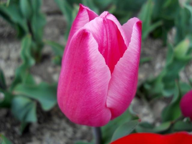 Name:  DSCN4858.jpg
Views: 776
Size:  29.1 KB