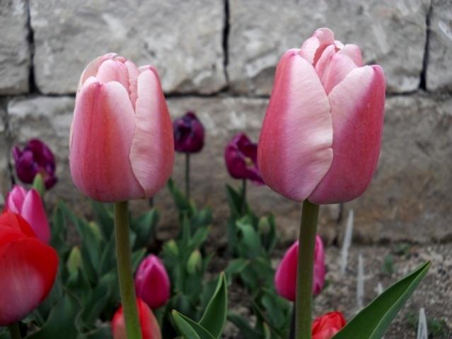 Name:  DSCN4859.jpg
Views: 783
Size:  34.9 KB