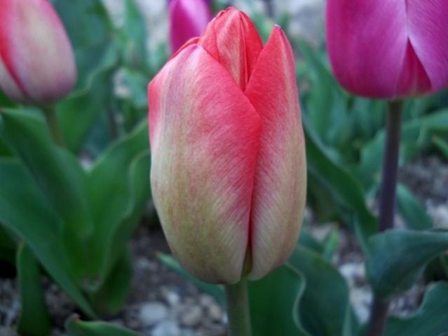 Name:  DSCN4861.jpg
Views: 786
Size:  28.2 KB