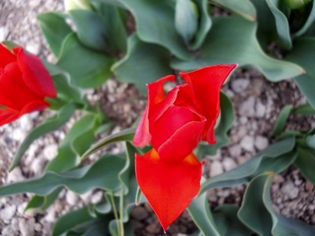 Name:  DSCN4867.jpg
Views: 815
Size:  35.9 KB