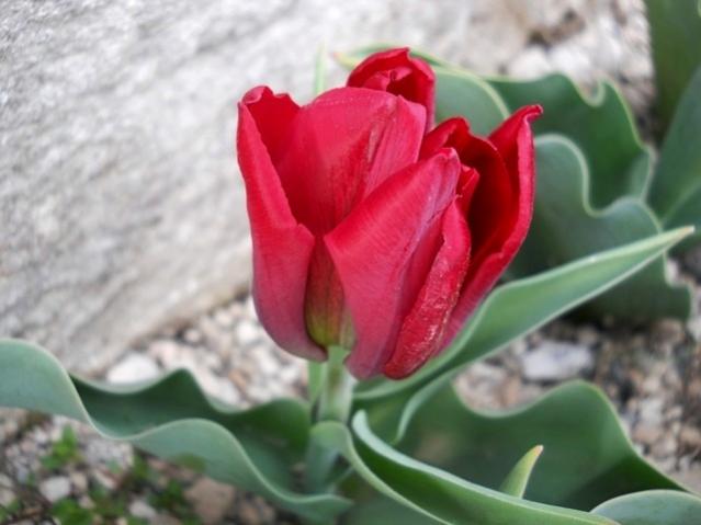 Name:  DSCN4869.jpg
Views: 798
Size:  34.2 KB