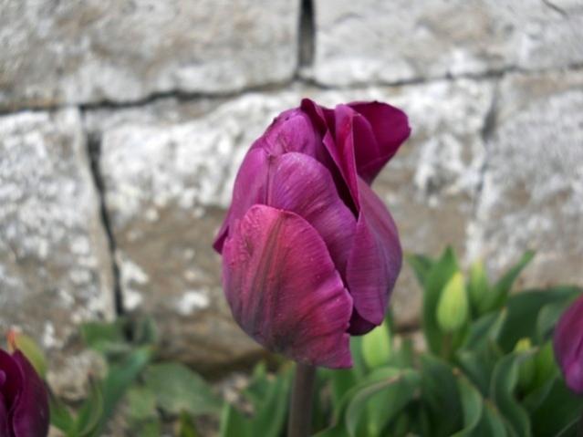 Name:  DSCN4875.jpg
Views: 793
Size:  32.2 KB
