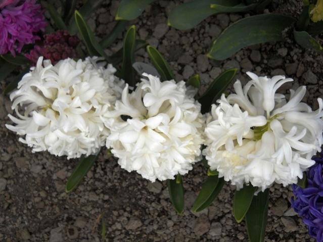 Name:  DSCN4890.jpg
Views: 781
Size:  46.6 KB