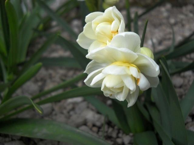 Name:  DSCN4887.jpg
Views: 789
Size:  26.8 KB