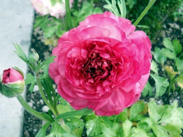 Name:  DSCN4891.jpg
Views: 791
Size:  48.8 KB