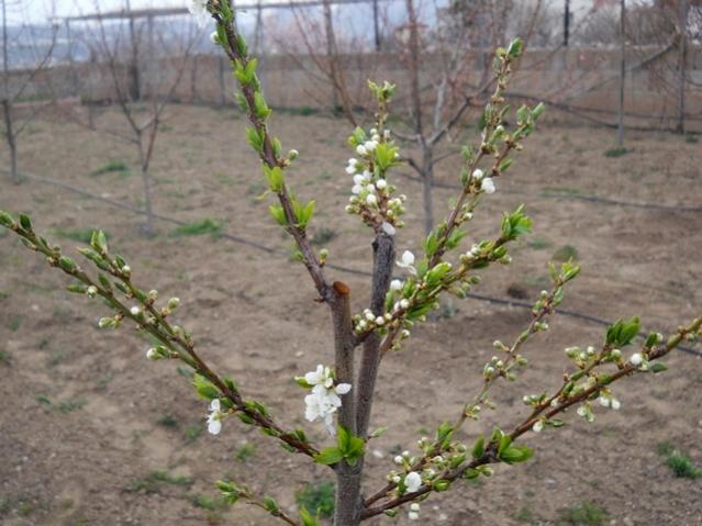 Name:  DSCN4906.jpg
Views: 797
Size:  50.5 KB