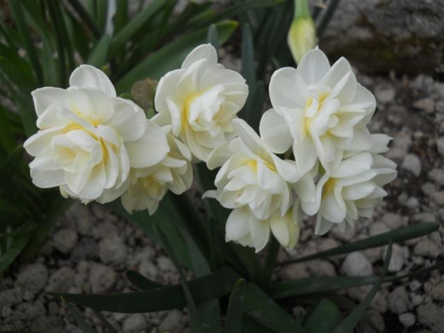 Name:  DSCN4916.jpg
Views: 968
Size:  32.7 KB