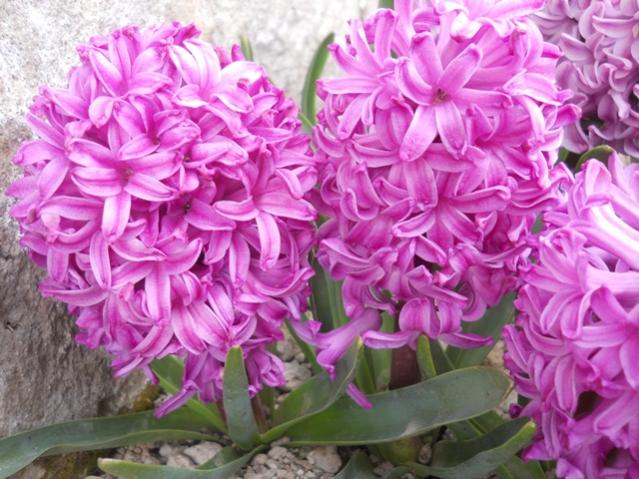 Name:  DSCN4914.jpg
Views: 785
Size:  61.1 KB