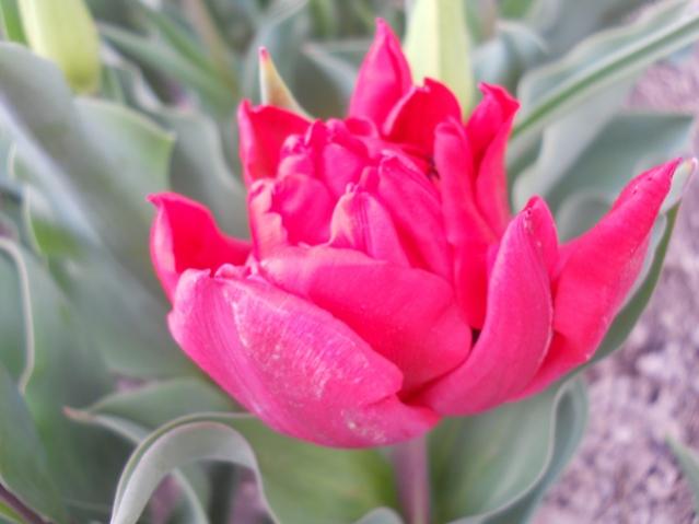 Name:  DSCN4924.jpg
Views: 836
Size:  31.3 KB