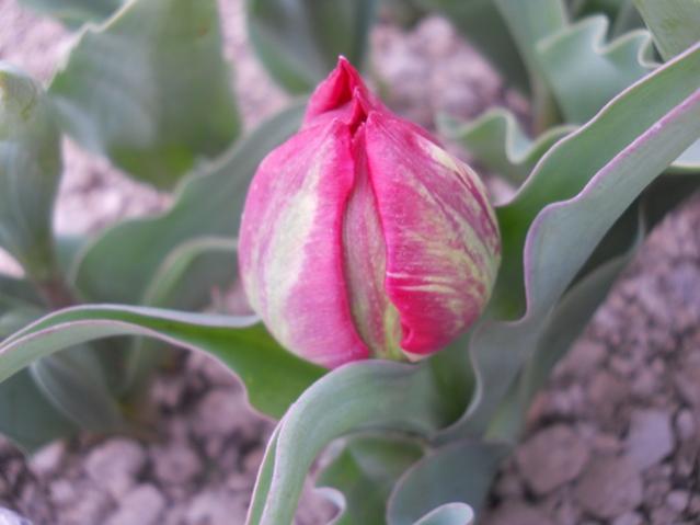 Name:  DSCN4925.jpg
Views: 822
Size:  30.3 KB