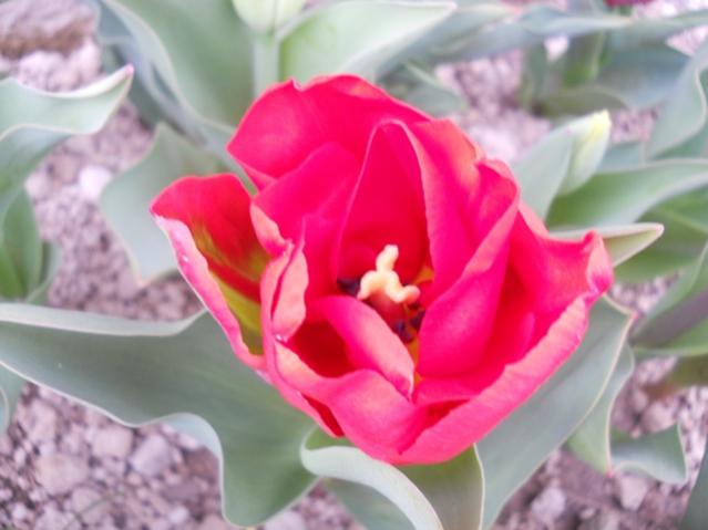 Name:  DSCN4926.jpg
Views: 818
Size:  33.8 KB