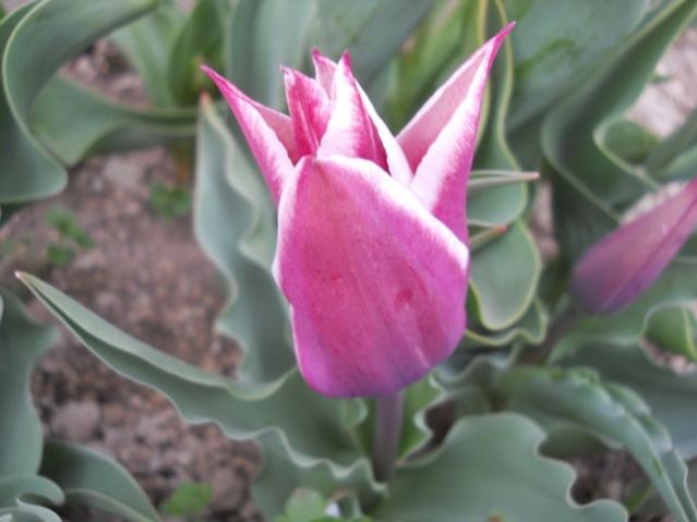 Name:  DSCN4956.jpg
Views: 838
Size:  31.2 KB