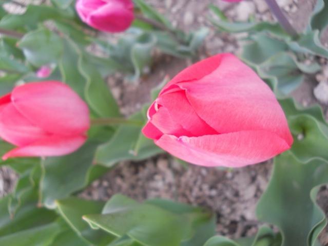 Name:  DSCN4947.jpg
Views: 836
Size:  29.0 KB