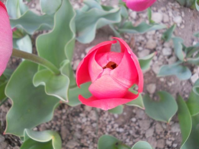 Name:  DSCN4948.jpg
Views: 842
Size:  33.0 KB