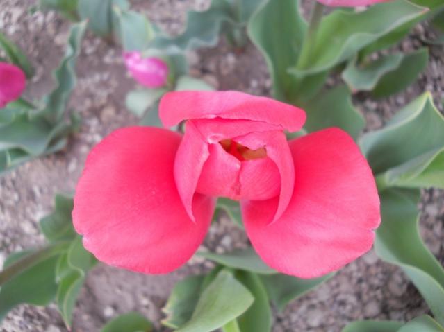 Name:  DSCN4950.jpg
Views: 831
Size:  30.8 KB