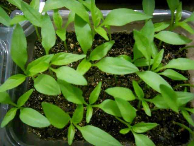 Name:  DSCN4971.jpg
Views: 854
Size:  47.3 KB