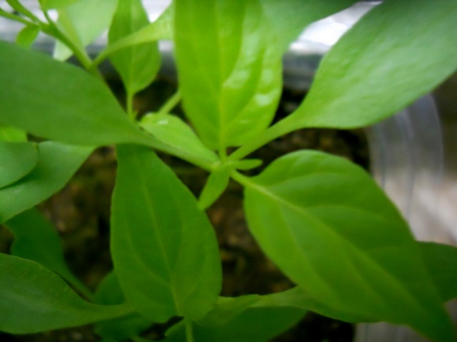 Name:  DSCN4972.JPG
Views: 832
Size:  68.7 KB