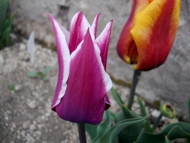 Name:  DSCN5023.jpg
Views: 705
Size:  33.7 KB