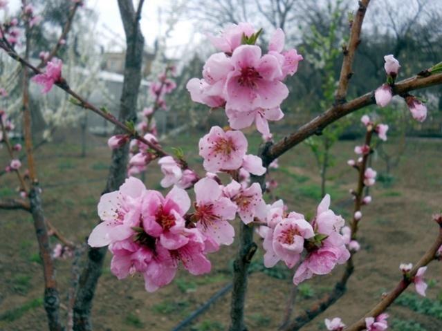 Name:  DSCN5032.jpg
Views: 734
Size:  47.6 KB