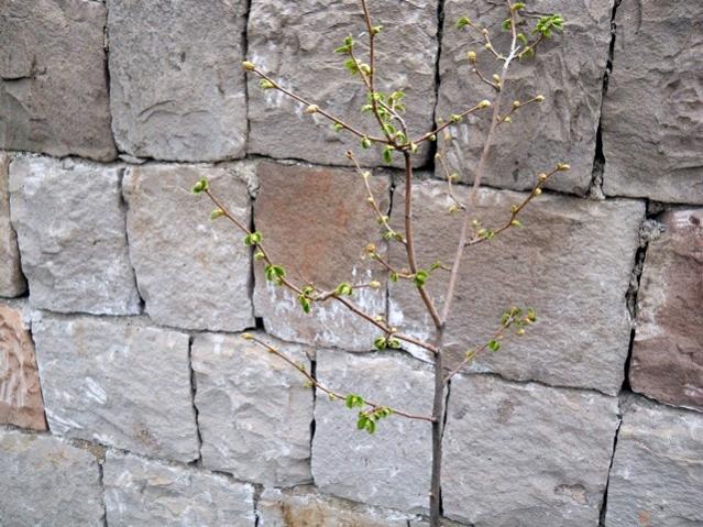 Name:  DSCN5147.jpg
Views: 1431
Size:  66.3 KB