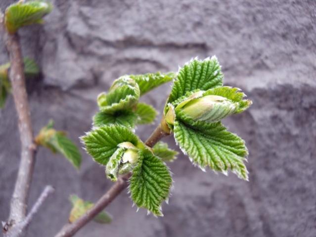 Name:  DSCN5149.jpg
Views: 1293
Size:  37.1 KB