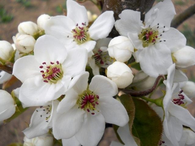 Name:  DSCN5153.jpg
Views: 1404
Size:  36.2 KB