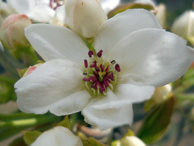Name:  DSCN5158.JPG
Views: 1254
Size:  69.9 KB